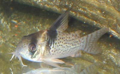 Corydoras surinamensiss
